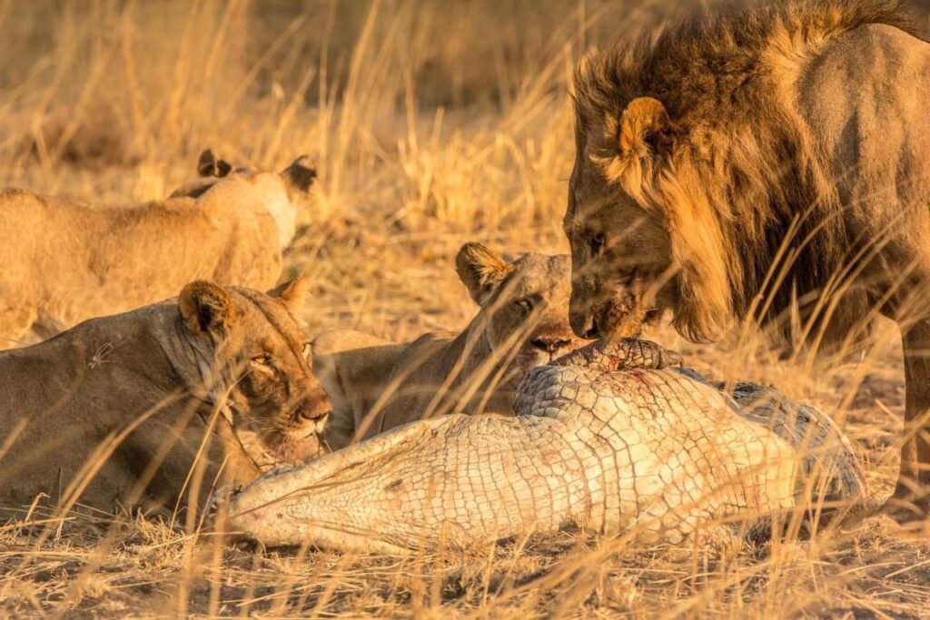 Lions on Crocodile Kill